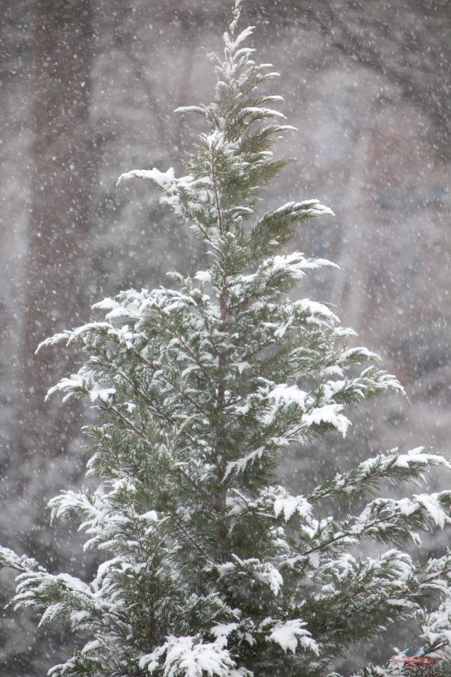 A Snowy Day