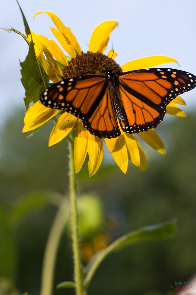 Monarch Butterfly and Sunflower