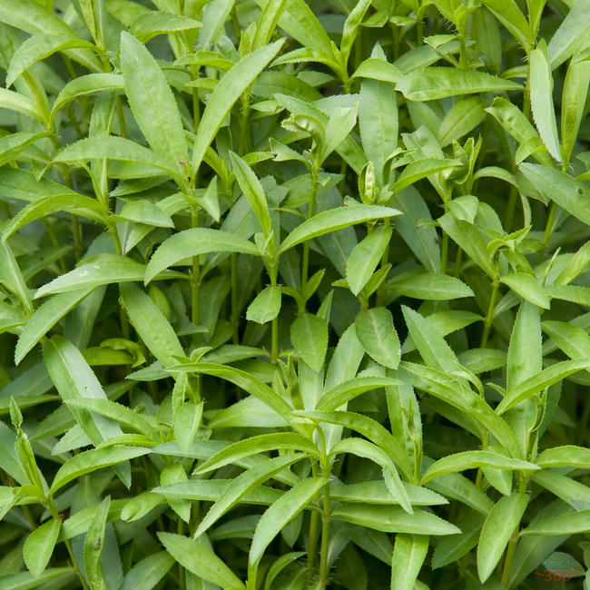 Tarragon or dragon&#039;s-wort (Artemisia dracunculus L.)