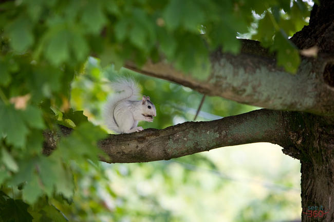 White Squirrel of Brevard