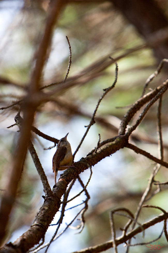 Carolina Wren