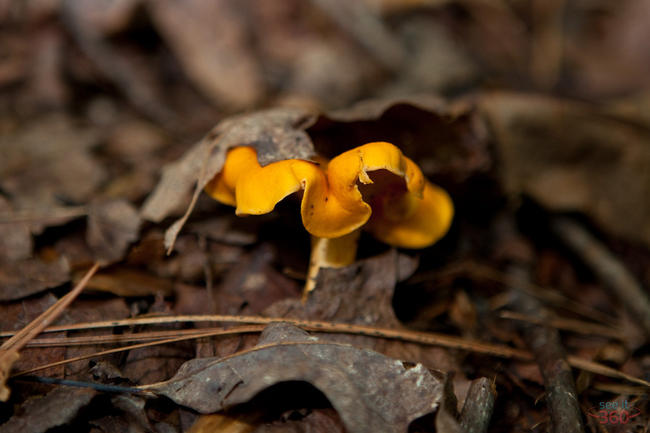 Chanterelle under the Leaves