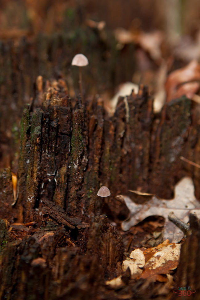 Little Mushrooms on tree