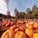 Burt's Pumpkin Farm