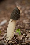Stinkhorn Mushroom 2