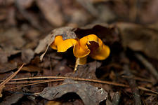 Chanterelle under the Leaves