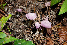 Group of Purple Mushrooms